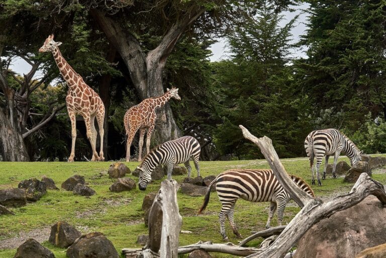 Les 5 des plus beaux zoos du monde : classement et points forts